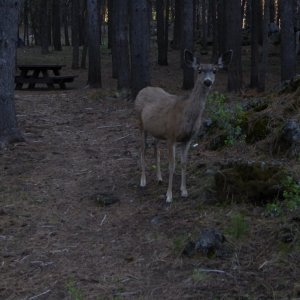 Crane Prairie Mama Deer 5-30-2024.JPG