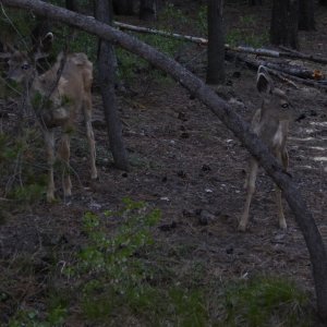Crane Prairie Yearling Deer 5-30-2024.JPG