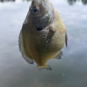 IMG_9930.jpeg