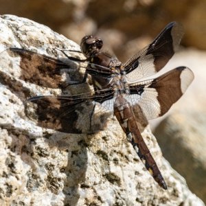 EighSpottedSkimmer6304.jpg
