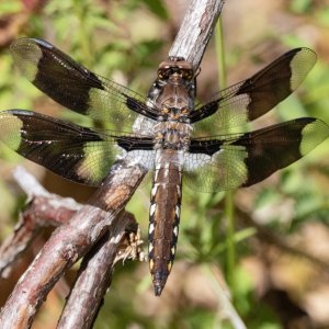 EightSpottedSkimmer.jpg