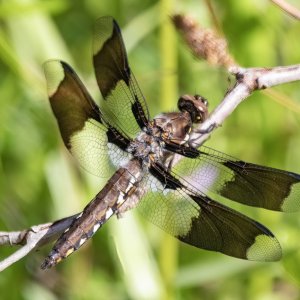 EightSpottedSkimmer6321.jpg
