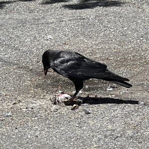 IMG_8089.jpeg