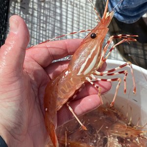 A01FourSpotPrawn8410.jpg