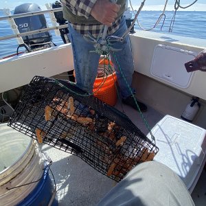 A04ShrimpTrapWithCatch8402.jpg