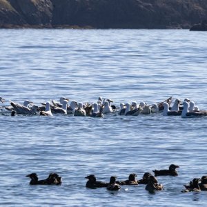A05bGulls&RhinoAuklets6018.jpg