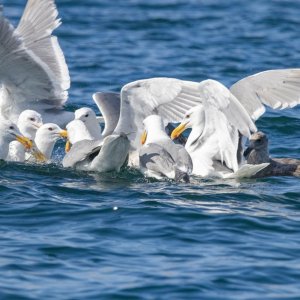 B00GlaucousWIngedGullsBirdBall6174.jpg
