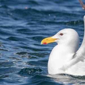 B01GlaucousWingedGull6187.jpg