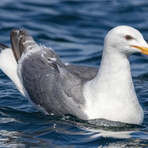 B02GlaucousWingedGull6198.jpg