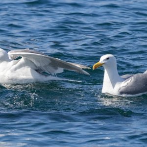B03GlaucousWingedGullsWSandLance6222.jpg
