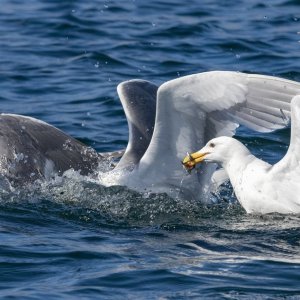 B04GlaucousWingedGullWSandLance6220.jpg