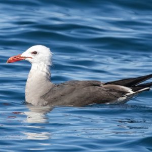 B05HerrmannsGull6107.jpg