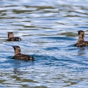 B06MarbledMurrelets6265.jpg