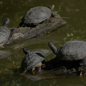 Turtles 24.JPG