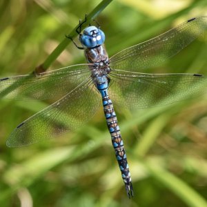 BlackTippedDarner6495.jpg
