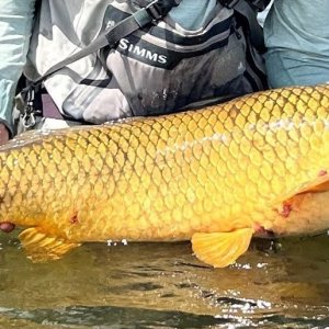 Big Carp.jpg