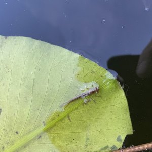 IMG_5450.jpeg