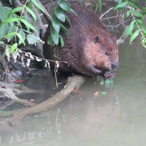 beaver.JPG