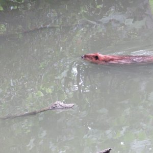 beaver1.JPG