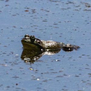A01Bullfrog6552.jpg