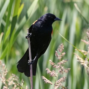 A02RedWingedBlackbirdMale6524.jpg