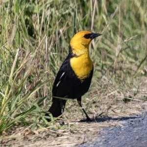 A03YellowHeadedBlackbirdMale6397.jpg
