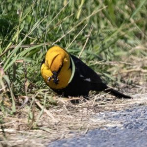A04YellowHeadedBlackbirdWBlackAnt6408.jpg