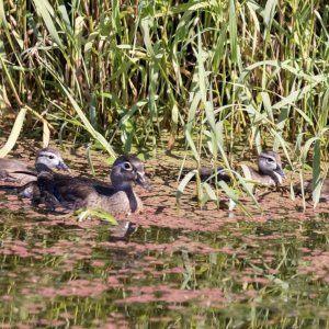 A09WoodDuckHen&Ducklings6377.jpg