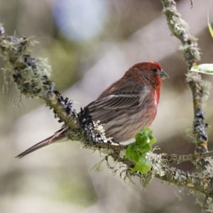 A10HouseFinchMale6541.jpg
