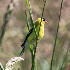 A11LesserGoldfinchMale6483.jpg