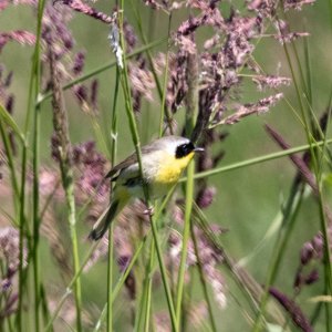 A12CommonYellowthroat6499.jpg