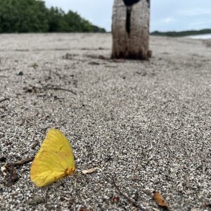 IMG_1261.jpeg