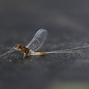 013-Mayfly-061224-v2.jpg