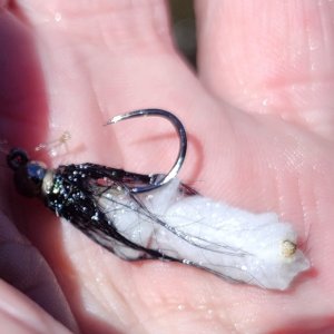 20240613_mopfly.jpg