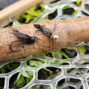 20240615_flies.jpg