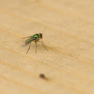 009-Fly-061624.jpg