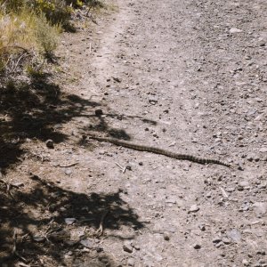 2023_tmcsweeney_cottonwood-may-30.jpeg