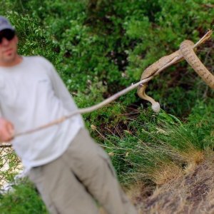 Randy rattlesnake DB~2.jpg