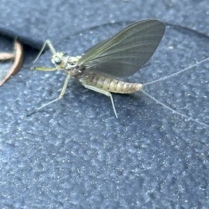 IMG_2866.jpeg