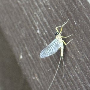 IMG_2865.jpeg