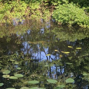 IMG_7585.jpeg