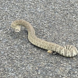 snek.jpg