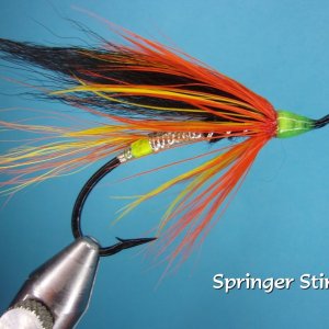 Springer Stinger.jpg