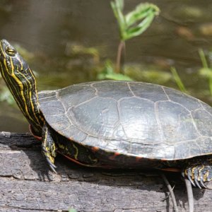C01PaintedTurtleBasking5848.jpg