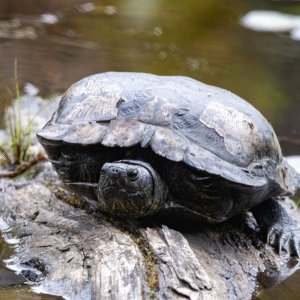 C00WesternPondTurtle5842.jpg