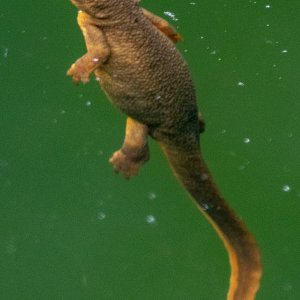 C02aRoughSkinnedNewt5872.jpg