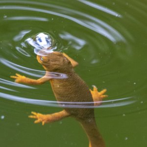 C02bRoughSkinnedNewt5873.jpg
