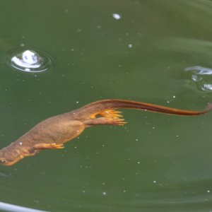 C03cRoughSkinnedNewt5875.jpg