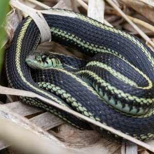 C03PugetSoundGarterSnake5798.jpg