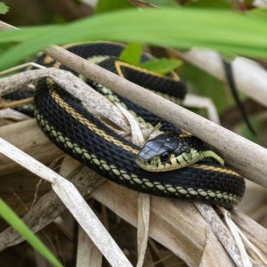 C04GarterSnake5809.jpg